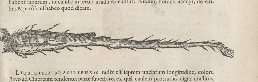 Root illustration from Book II on rare plants and other vegetable material (detail), Olaus Worm, Museum Wormianum (Leiden: Isaac Elzevier, 1655), p. 155 (Smithsonian Libraries, Washington, D.C.)