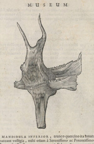 Lower jawbone of a horse fused with the trunk of an oak tree in Book III (detail), Olaus Worm, Museum Wormianum (Leiden: Isaac Elzevier, 1655), p. 342 (Smithsonian Libraries, Washington, D.C.)