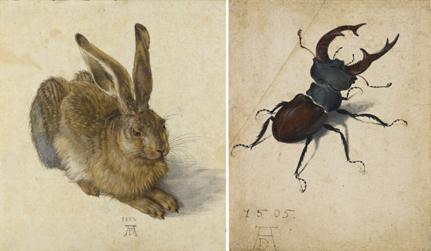 Left: Albrecht Dürer, Hare, 1502, watercolor on paper, 25 x 22.5 cm (Albertina Museum, Vienna); right: Albrecht Dürer, Stag Beetle, 1505, watercolor and gouache, 14.1 x 11.4 cm (J. Paul Getty Museum, Los Angeles)