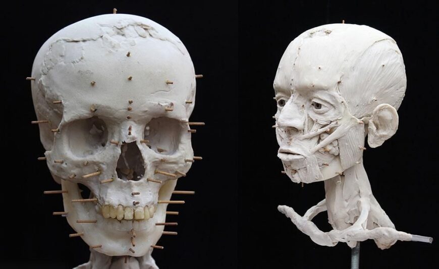 The 3D printed skull used to start facial reconstruction (left). An early stage in the reconstruction process – applying the muscles to the skull (right). © The Trustees of the British Museum. Photos by RN-DS partnership.