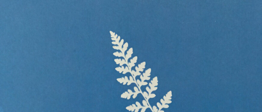 Anna Atkins, Woodsia hyperborea, From Photographs of British Algae: Cyanotype Impressions, ca. 1853 (The Metropolitan Museum of Art)