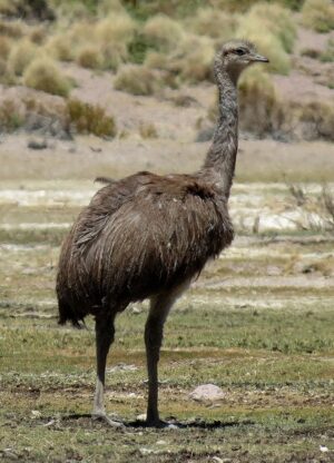 Feathers from this relative of the ostrich are thought to be the feathers used in the crowns represented in the paintings of the Virgin of Pomata. Juvenile Suri (Rhea pennata tarapacencis) (photo: Inao, CC BY-SA 2.0)