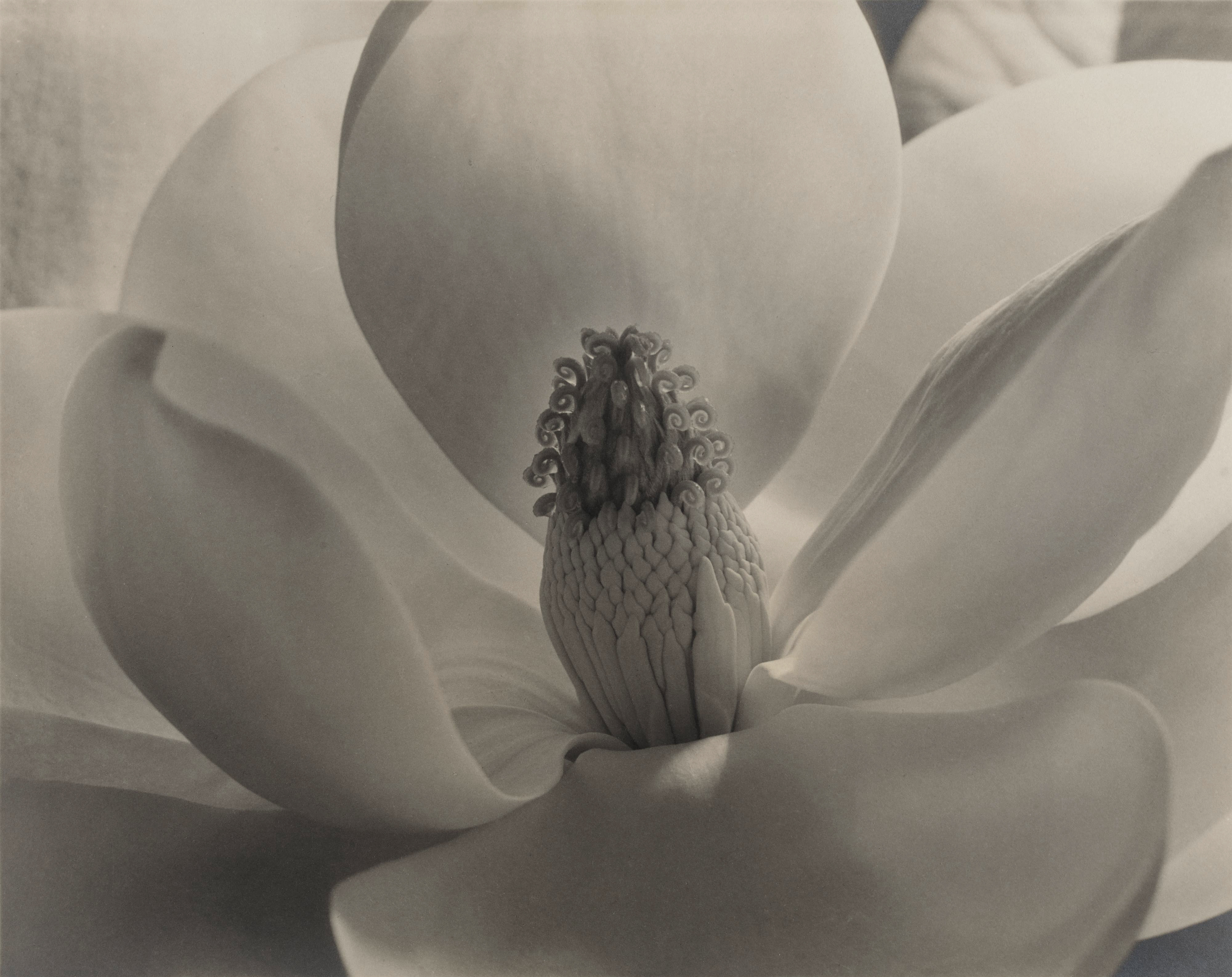 Smarthistory – Imogen Cunningham, Magnolia Blossom